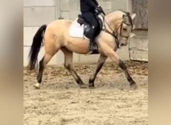 More ponies/small horses Mix, Gelding, 9 years, 13,2 hh, Buckskin