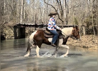More ponies/small horses, Gelding, 9 years, 13.2 hh
