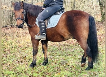 More ponies/small horses, Gelding, 9 years, 14,1 hh, Brown