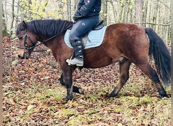 More ponies/small horses, Gelding, 9 years, 14,1 hh, Brown