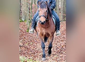 More ponies/small horses, Gelding, 9 years, 14,1 hh, Brown