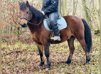 More ponies/small horses, Gelding, 9 years, 14,1 hh, Brown