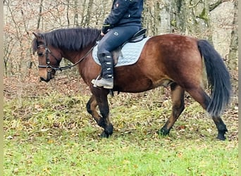 More ponies/small horses, Gelding, 9 years, 14,1 hh, Brown