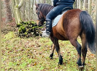 More ponies/small horses, Gelding, 9 years, 14,1 hh, Brown