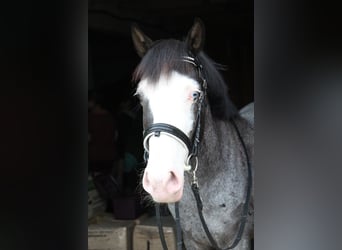 More ponies/small horses, Gelding, 9 years, 14,1 hh, Roan-Blue