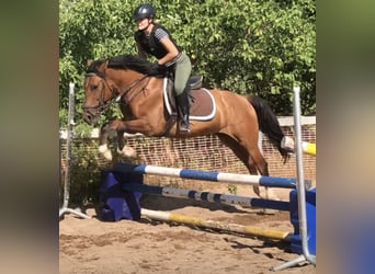 More ponies/small horses, Gelding, 9 years, 14.2 hh, Brown