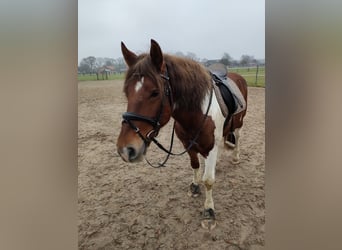 More ponies/small horses Mix, Gelding, 9 years, 14,3 hh, Pinto