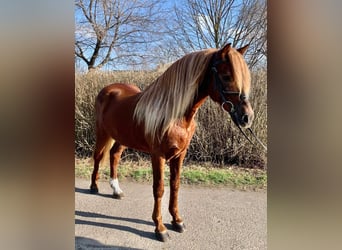 More ponies/small horses, Gelding, 9 years, 14 hh, Chestnut-Red