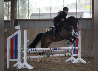 More ponies/small horses, Gelding, 9 years, 15 hh, Bay-Dark