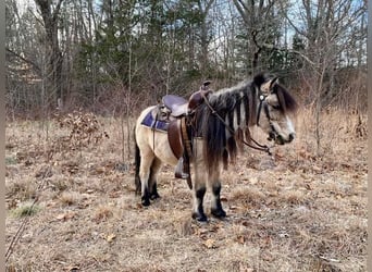 More ponies/small horses, Gelding, 9 years, 8 hh, Buckskin