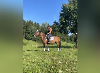 More ponies/small horses, Gelding, 9 years, Brown