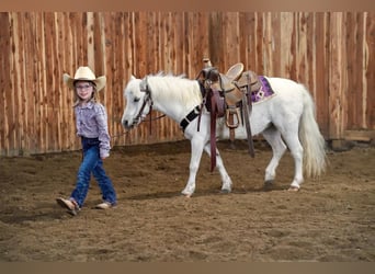 More ponies/small horses, Mare, 10 years, 10 hh, Gray