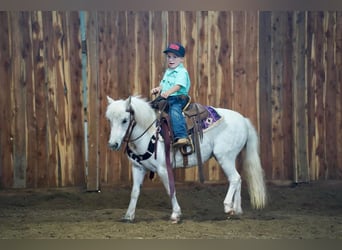 More ponies/small horses, Mare, 10 years, 10 hh, Gray