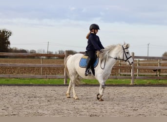 More ponies/small horses, Mare, 10 years, 12,1 hh, White