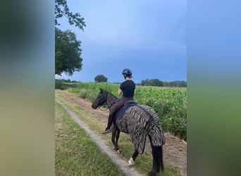 More ponies/small horses, Mare, 10 years, 13,2 hh, Brown