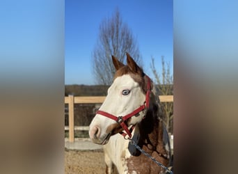 More ponies/small horses, Mare, 10 years, 13.3 hh, Pinto