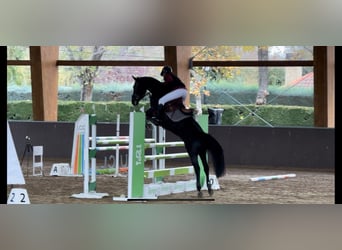 More ponies/small horses, Mare, 10 years, 14.2 hh, Black