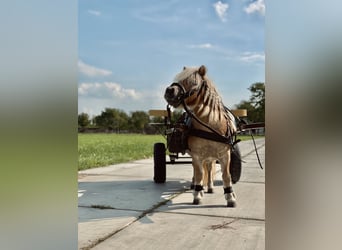 More ponies/small horses, Mare, 10 years, 8,3 hh, Brown-Light