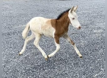 More ponies/small horses, Mare, 10 years, 9.1 hh, Pinto