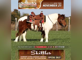 More ponies/small horses, Mare, 10 years, 9.2 hh, Pinto