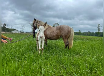 More ponies/small horses, Mare, 10 years, 9 hh, Roan-Red