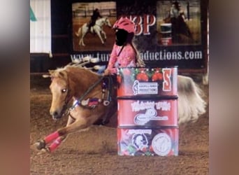 More ponies/small horses, Mare, 11 years, 12 hh, Palomino