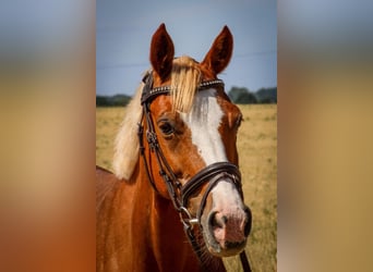 More ponies/small horses, Mare, 11 years, 13.1 hh, Chestnut-Red
