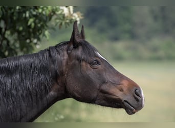 More ponies/small horses, Mare, 11 years, 13.3 hh, Smoky-Black