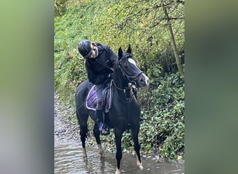 More ponies/small horses, Mare, 11 years, 13.3 hh, Smoky-Black