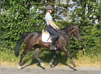 More ponies/small horses, Mare, 11 years, 14.1 hh, Smoky-Black