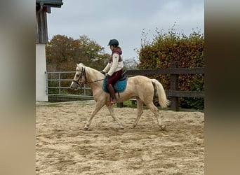 More ponies/small horses, Mare, 11 years, 14,2 hh, Palomino