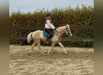 More ponies/small horses, Mare, 11 years, 14,2 hh, Palomino