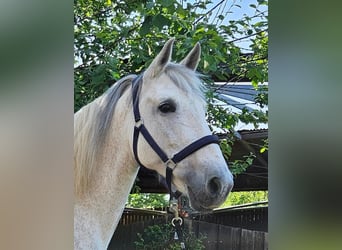 More ponies/small horses Mix, Mare, 11 years, 15.1 hh, Gray