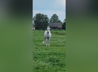 More ponies/small horses, Mare, 11 years, 15.1 hh, White