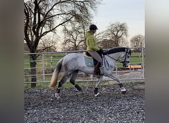 More ponies/small horses Mix, Mare, 11 years, 15 hh, Gray-Dapple