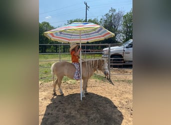 More ponies/small horses, Mare, 11 years, 9.2 hh, Palomino