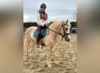 More ponies/small horses, Mare, 11 years, Palomino