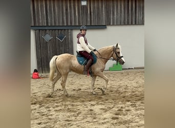 More ponies/small horses, Mare, 11 years, Palomino