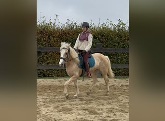 More ponies/small horses, Mare, 11 years, Palomino