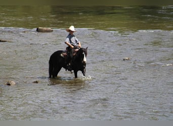 More ponies/small horses, Mare, 12 years, 12.1 hh, Black