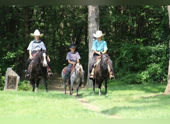 More ponies/small horses, Mare, 12 years, 12.1 hh, Black
