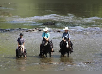 More ponies/small horses, Mare, 12 years, 12.1 hh, Black