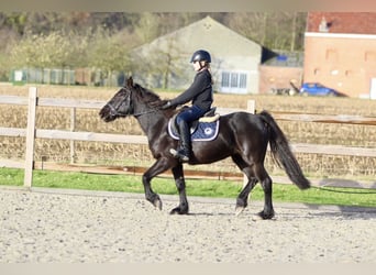 More ponies/small horses, Mare, 12 years, 13,2 hh, Black