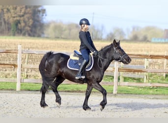 More ponies/small horses, Mare, 12 years, 13,2 hh, Black