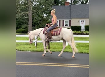 More ponies/small horses, Mare, 12 years, 13,3 hh, Cremello