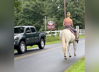 More ponies/small horses, Mare, 12 years, 13,3 hh, Cremello