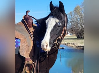 More ponies/small horses, Mare, 12 years, 13 hh, Black