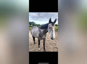 More ponies/small horses, Mare, 12 years, 16,1 hh, Gray-Dapple