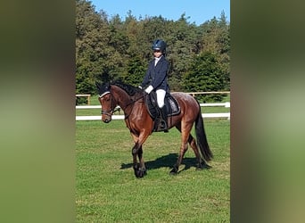 More ponies/small horses Mix, Mare, 13 years, 13.1 hh, Roan-Red
