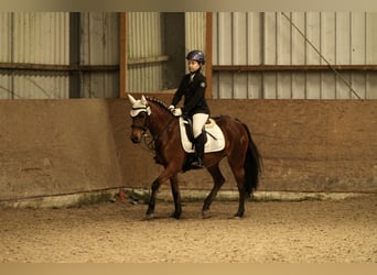 More ponies/small horses, Mare, 13 years, 13 hh, Brown